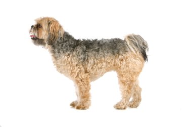 köpek üzerinde beyaz izole karışık doğurmak. yarım Malta, yarım chi-tzu