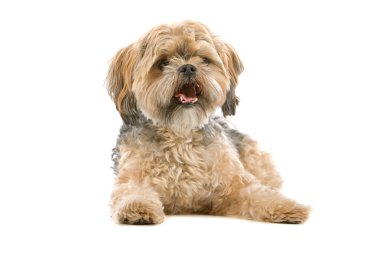 köpek üzerinde beyaz izole karışık doğurmak. yarım Malta, yarım chi-tzu