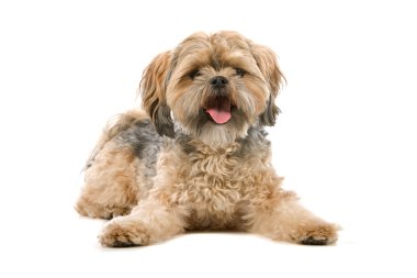 köpek üzerinde beyaz izole karışık doğurmak. yarım Malta, yarım chi-tzu