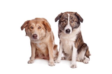 Aidi, Fas köpek doğurmak