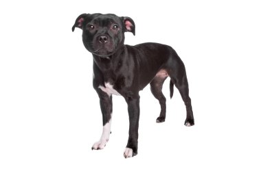 Staffordshire terrier