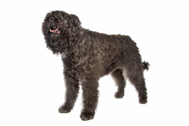 Bouvier des flandres