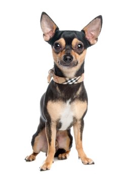Chihuahua