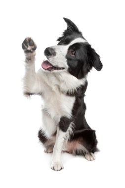 kenar kömür ocağı çoban köpeği