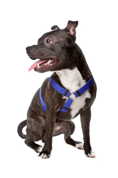 American staffordshire terrier — Zdjęcie stockowe