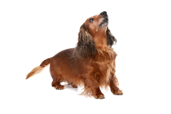 Cão de cabelo comprido Standard Dachshund — Fotografia de Stock