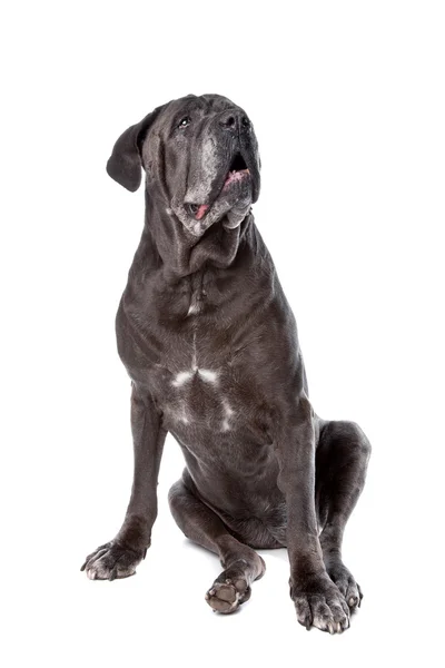 Vecchio cane corso di canna — Foto Stock