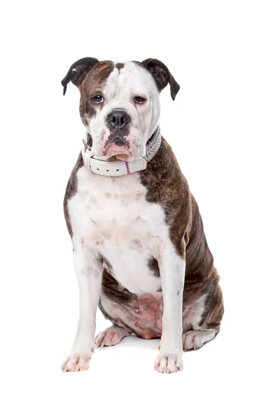 Amerikansk bulldog — Stockfoto