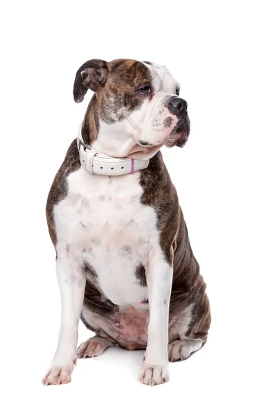 Amerikanische Bulldogge — Stockfoto