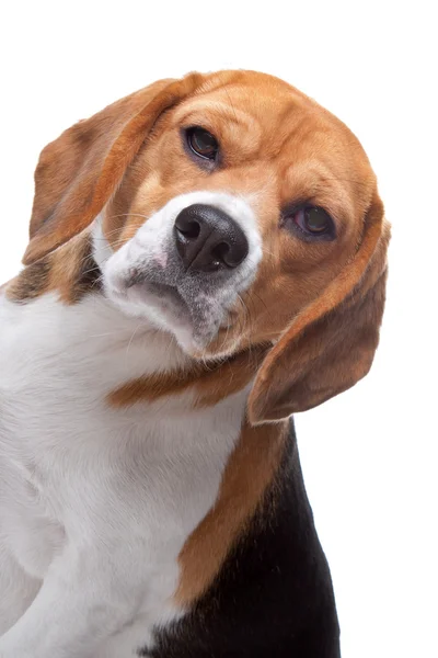 Vecchio cane Beagle — Foto Stock