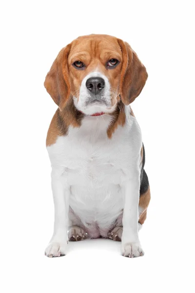 Vecchio cane Beagle — Foto Stock