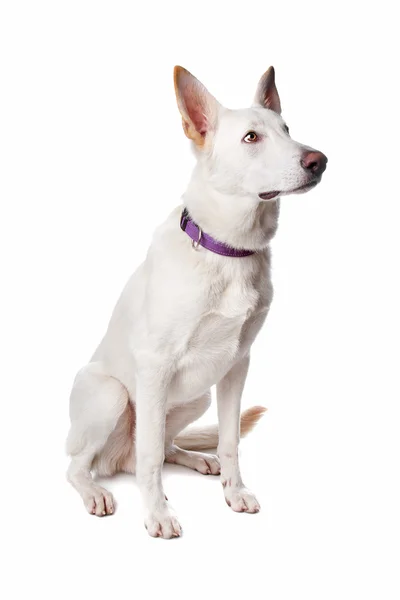 Білий німецький собака - пастух — стокове фото