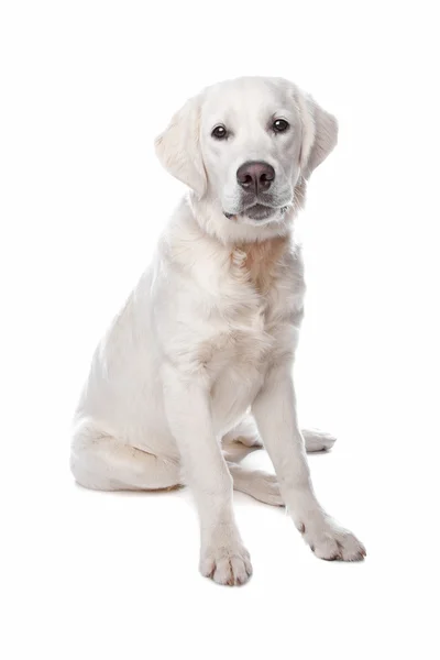 Золотистий ретрівер собака — стокове фото