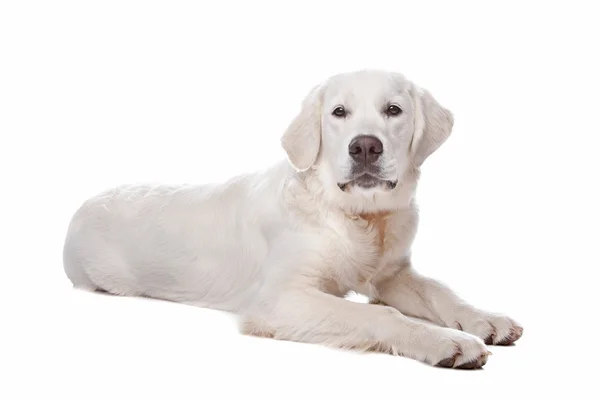 Golden Retriever Hund — Stockfoto