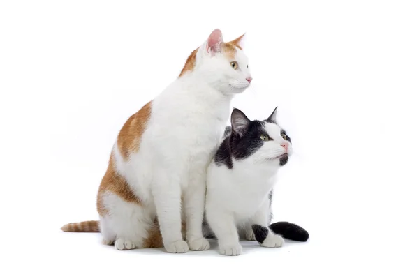 Due gatti domestici — Foto Stock