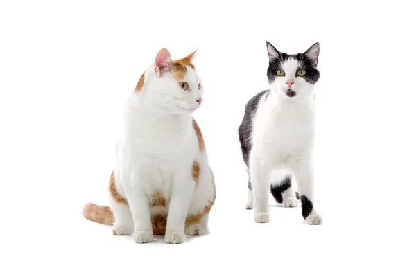 Twee huiskatten — Stockfoto