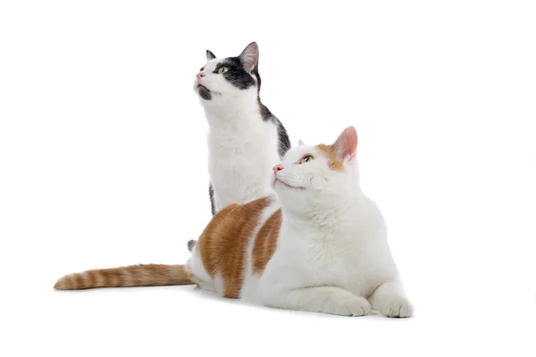 Two domestic cats — Stock Photo, Image