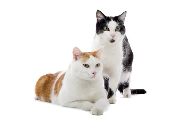 Two domestic cats — Stock Photo, Image