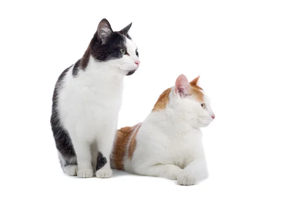 Two domestic cats — Stock Photo, Image