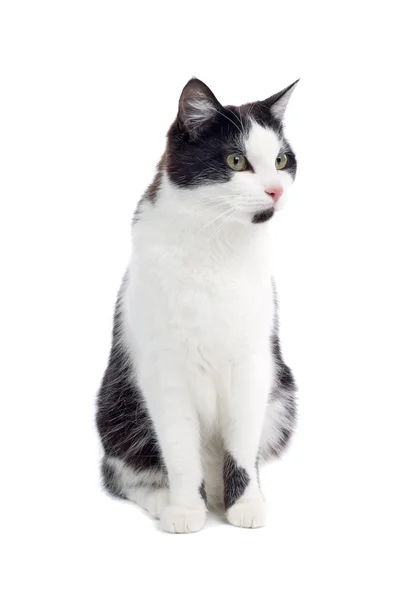 Black and white cat — Stock Photo, Image