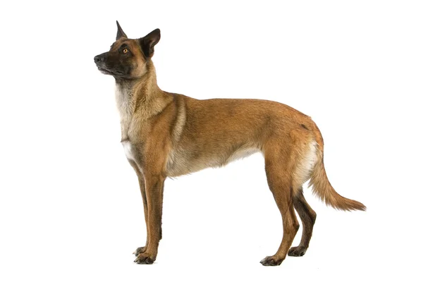 Belgischer Schäferhund — Stockfoto