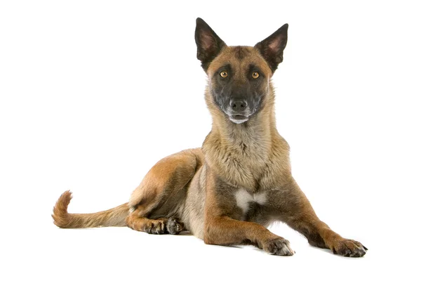 Belgian Shepherd Dog — Stock Photo, Image