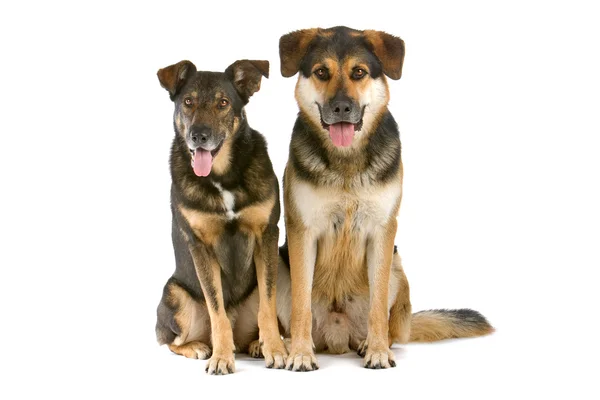 Två blandras hundar — Stockfoto