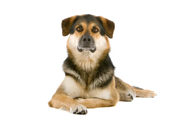 Mixed breed dog — Stock Photo, Image