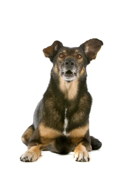 Nederländska shepherd dog — Stockfoto