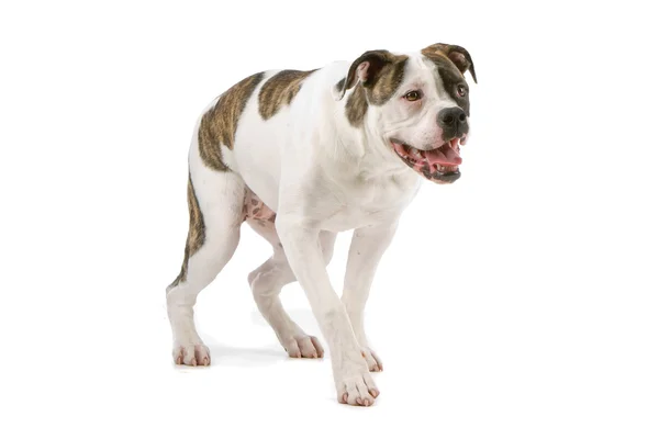 Amerikansk bulldog valp (5 månader gammal) — Stockfoto