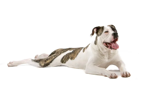 American bulldog puppy ( 5 months old) — Stock Photo, Image