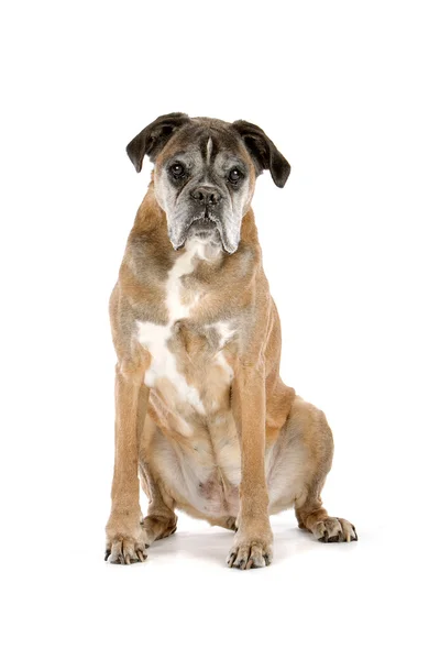 Very old boxer dog — Stock Photo, Image