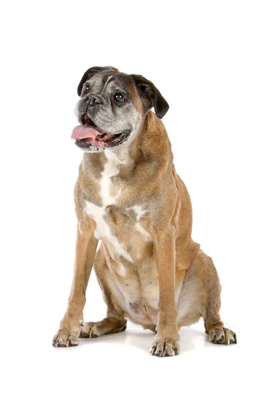 Very old boxer dog — Stock Photo, Image