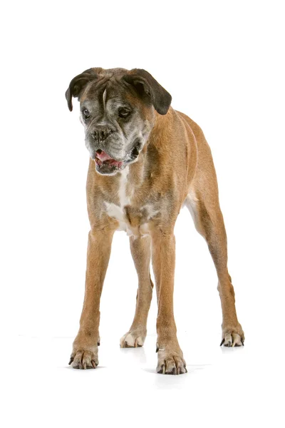 Zeer oude boxer hond — Stockfoto