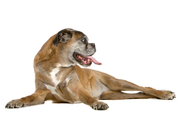 Cão boxer muito velho — Fotografia de Stock