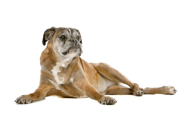 Sehr alter Boxerhund — Stockfoto