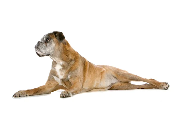 Bardzo stary pies bokser — Zdjęcie stockowe