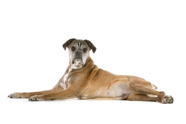 Bardzo stary pies bokser — Zdjęcie stockowe
