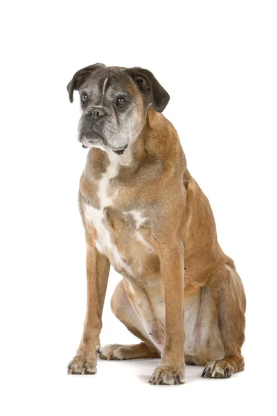 Очень старая боксерская собака — стоковое фото