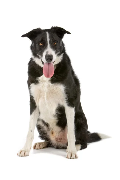 Zwarte en witte rand collie hond — Stockfoto