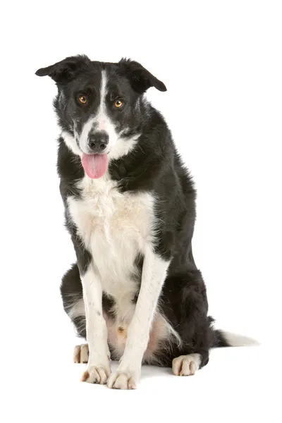 Schwarzer und weißer Border Collie Hund — Stockfoto