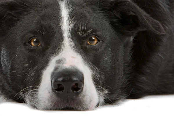 Sort og hvid grænse collie hund - Stock-foto