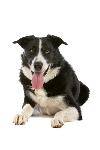 Schwarzer und weißer Border Collie Hund — Stockfoto