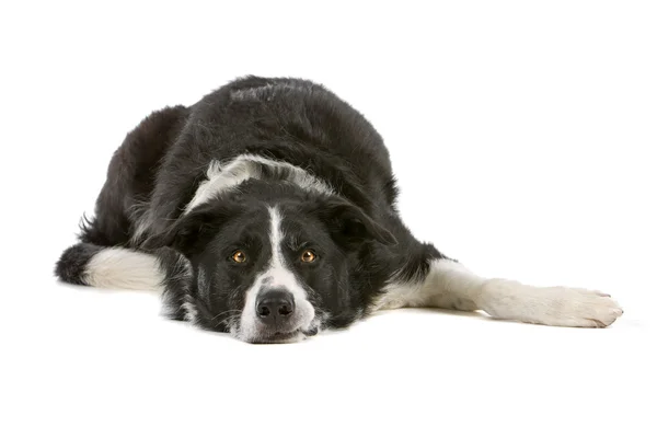 Schwarzer und weißer Border Collie Hund — Stockfoto