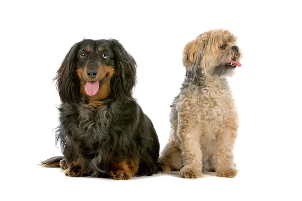 Cão de raça mista e um dachshund — Fotografia de Stock