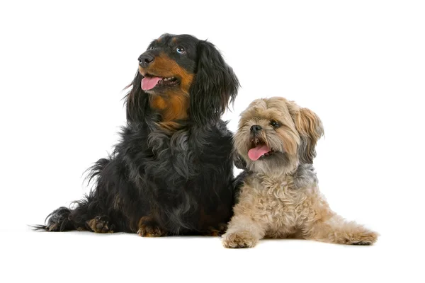 Perro de raza mixta y un perro salchicha — Foto de Stock