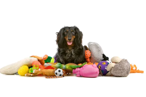 Alter Dackel sitzt auf einem Haufen Spielzeug — Stockfoto