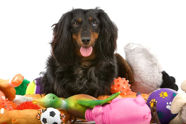 Old dachshund sitting on a pile of toys — Stock Photo, Image