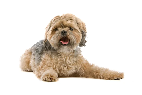 Chien de race mixte isolé sur blanc. moitié maltais, moitié chi-tzu — Photo