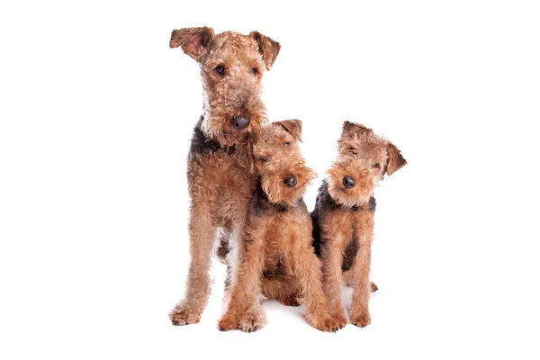 Welsh Airedale Terrier dogs — Stock Photo, Image